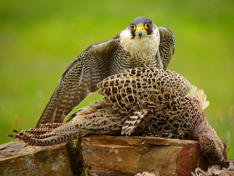 PDI Highly Commended_Peregrine Falcon by Ruth Hill