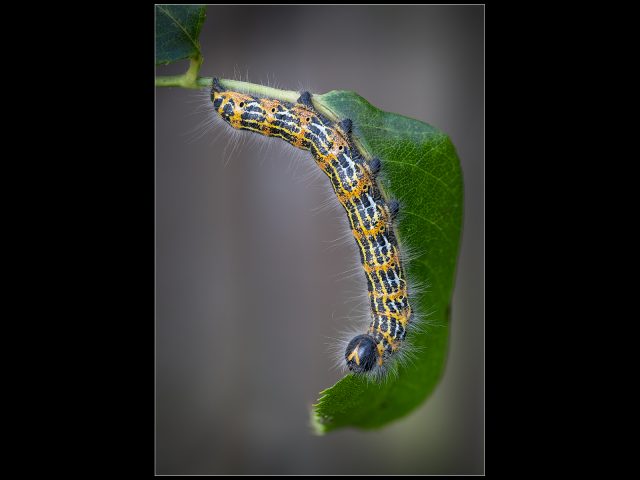 2248_Robert Hume_Buff Tip Moth Caterpillar
