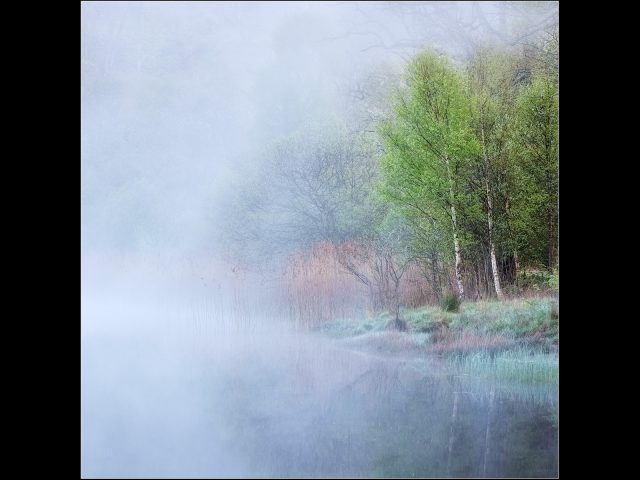 Highly Commended_Robert Hume_Trees in the Mist