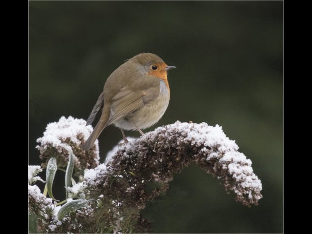 PDI Commended_fred parkinson_winter robin