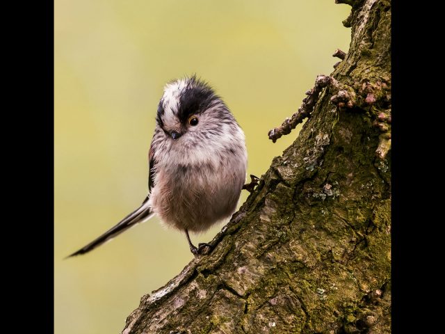 PDI Highly Commended_Ken Brown_Long tailed tit