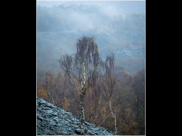 PDI Very Highly Commended_David Robinson_Hodge Close Birch Trees