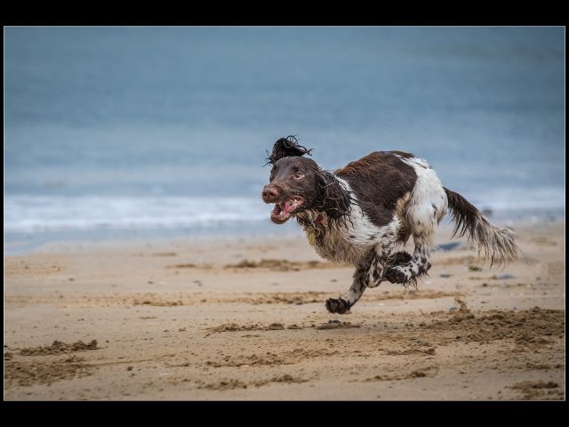 PDI Very Highly Commended_Robert Hume_Fun At the Beach
