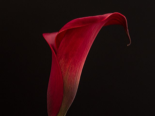 PDI Very Highly Commended_Ruth Hill_4030 Calla Lily
